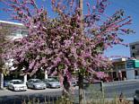 Blomstrende vejtræ i Paphos
