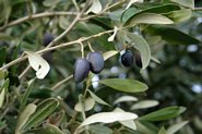 Oliven i Pandeli