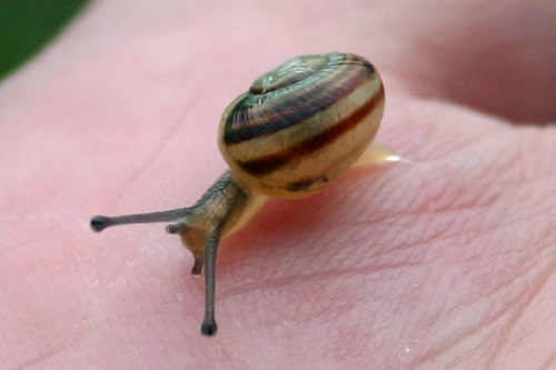 snegl snegl