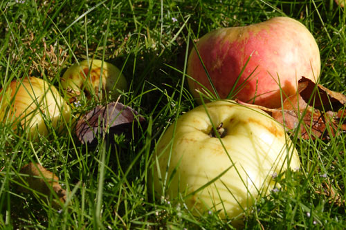 nedfaldsaebler nedfaldsaebler