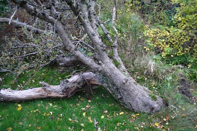 appletree