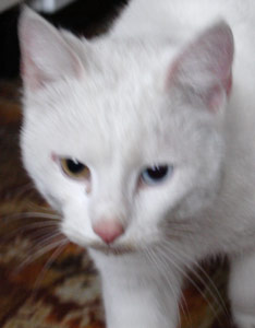 kat