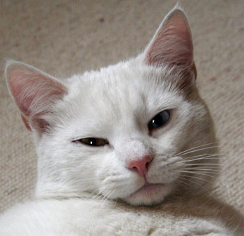Katten Petersen