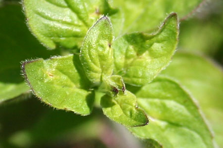 Mangeårig etårig oregano