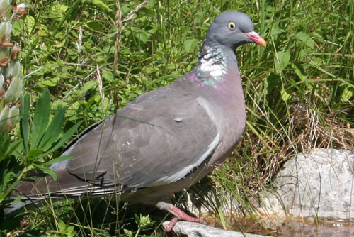 skovdue Skovdue