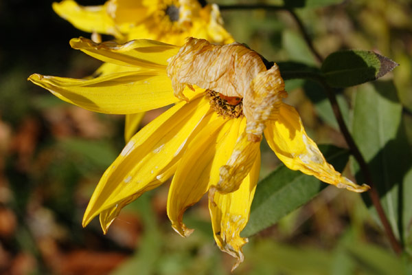 blomsten-nikker