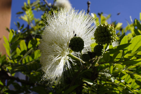 blomst
