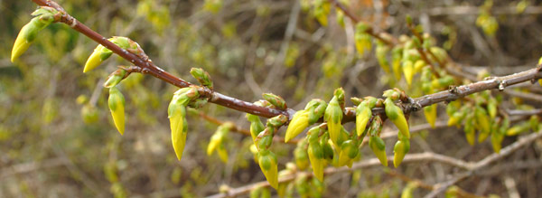 Forsytiaknopper Forsytiaknopper