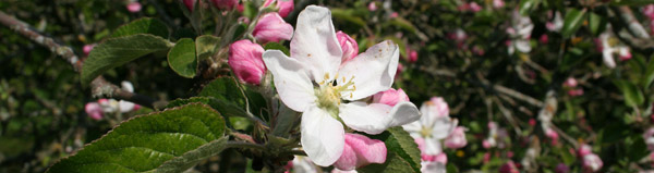 Æbleblomst Æbleblomst