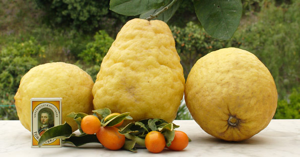 Sicilianske citroner Sicilianske citroner