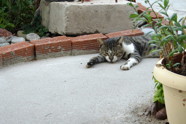 Varmeplaget kat på Tilos Varmeplaget kat på Tilos