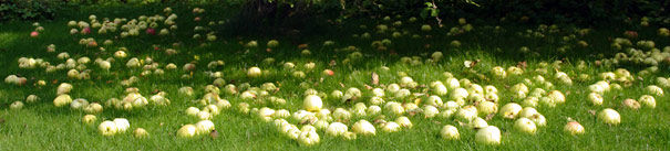 Nedfaldsfrugt Nedfaldsfrugt