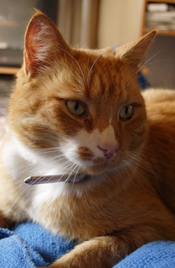 Katten Tot