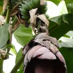 Bananblomst Bananblomst