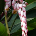 Blomst i Botanisk Have Blomst i Botanisk Have