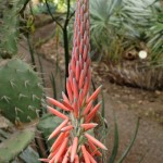 Blomst i Botanisk Have Blomst i Botanisk Have
