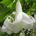 Blomst i Botanisk Have Blomst i Botanisk Have