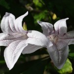 Blomst i Botanisk Have Blomst i Botanisk Have