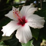 Blomst i Botanisk Have Blomst i Botanisk Have