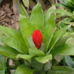 Blomst i Botanisk Have Blomst i Botanisk Have