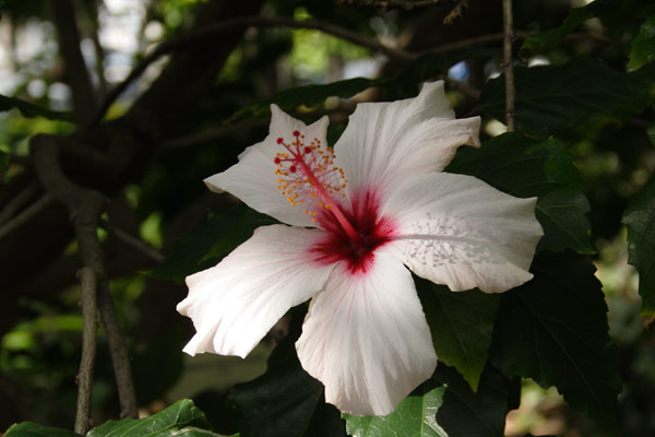 Blomst Blomst