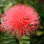 Blomst i Botanisk Have Blomst i Botanisk Have