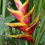 Blomst i Botanisk Have Blomst i Botanisk Have