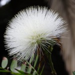 Blomst i Botanisk Have Blomst i Botanisk Have