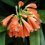 Blomst i Botanisk Have Blomst i Botanisk Have