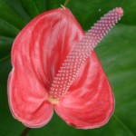 Blomst i Botanisk Have Blomst i Botanisk Have
