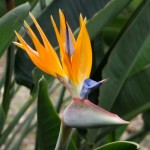 Blomst i Botanisk Have Blomst i Botanisk Have