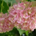 Blomst i Botanisk Have Blomst i Botanisk Have