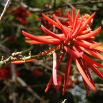 Blomst i Botanisk Have Blomst i Botanisk Have