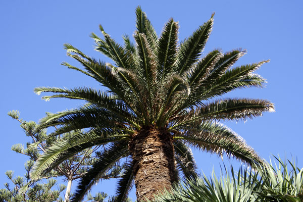 Palme Palme