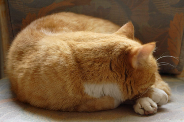 Katten Tot Katten Tot