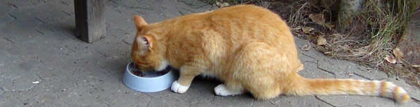 Den madglade kat Den madglade kat