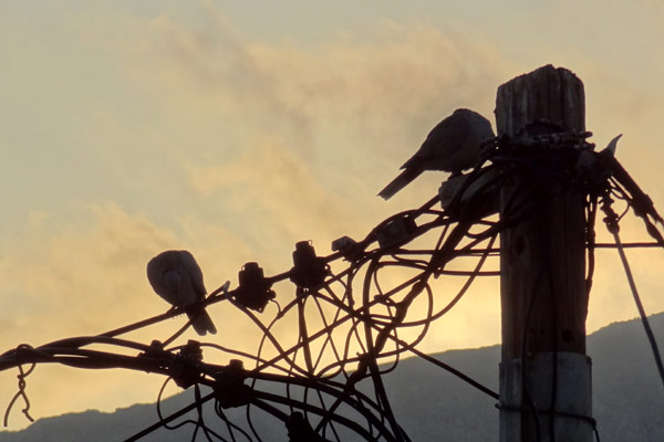 Early birds Early birds