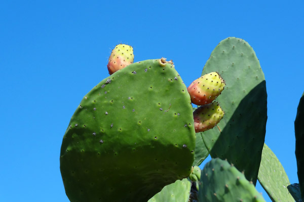 Figenkaktus Figenkaktus