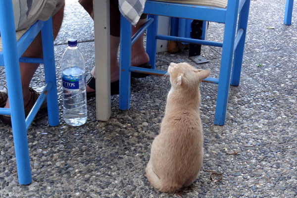Græsk kat Græsk kat