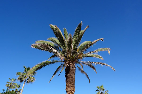 Palme Tenerife Palme Tenerife