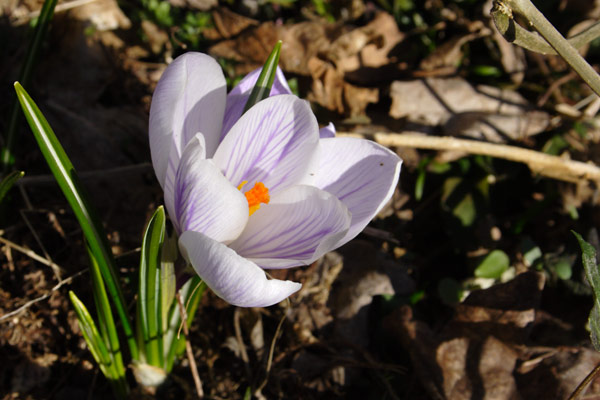 Krokus