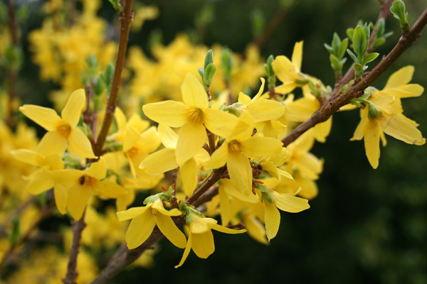 Når gyvelen blomstrer, er det forår Når gyvelen blomstrer, er det forår