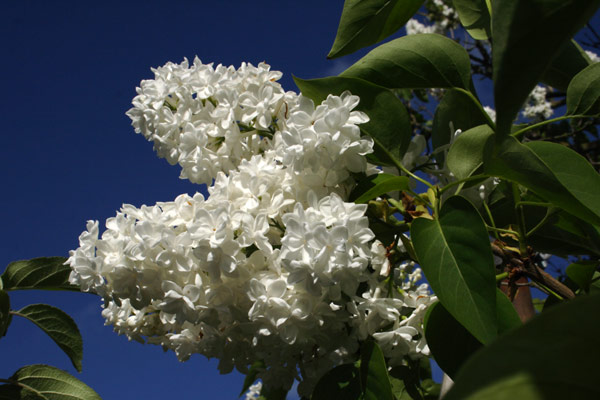 Lad lærdommen blomstre