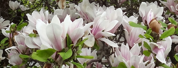 Magnoliablomster på cementfabrikken Magnoliablomster på cementfabrikken