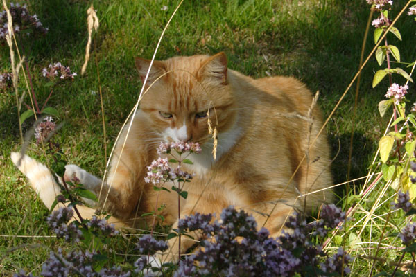 tot_oregano