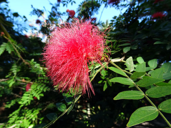 Blomst i Botanisk Have Blomst i Botanisk Have
