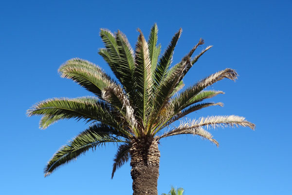 Palme på Tenerife Palme på Tenerife