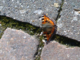 Sommerfugl