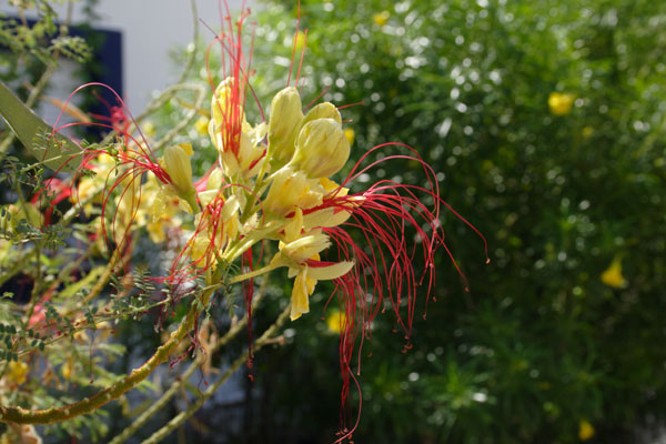 Blomst på Leros Blomst på Leros