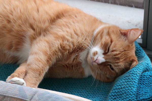 Kattens yndlingsplads